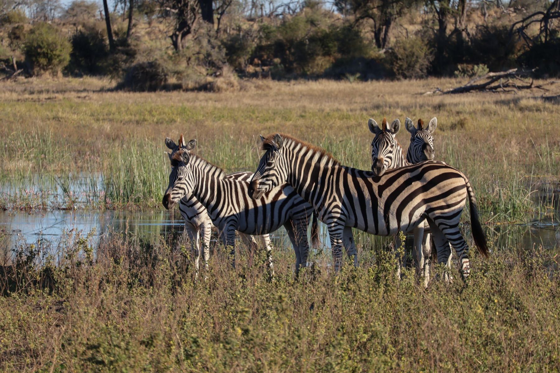 Africa Driven safari photography 4