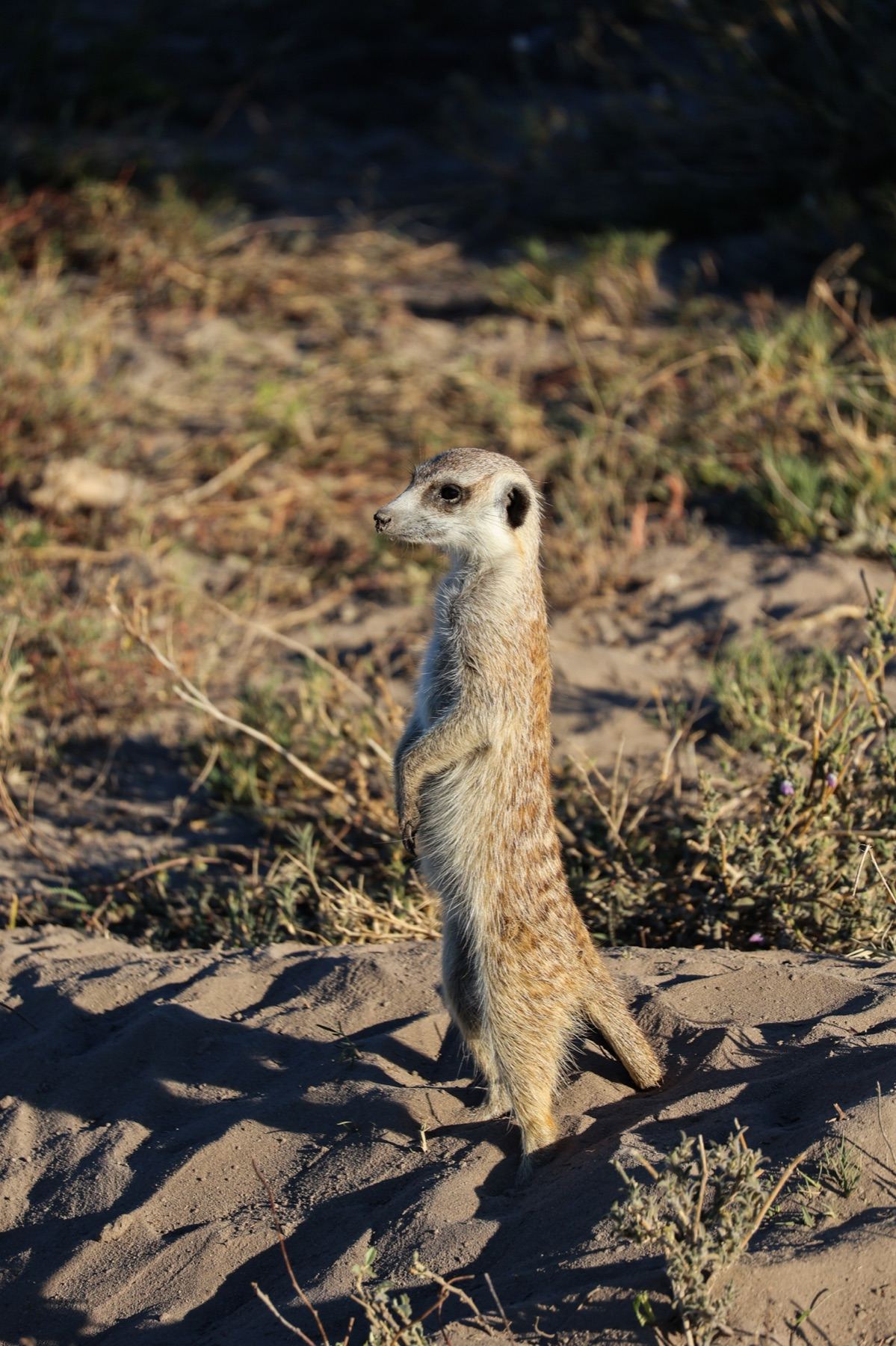 Africa Driven safari photography 7