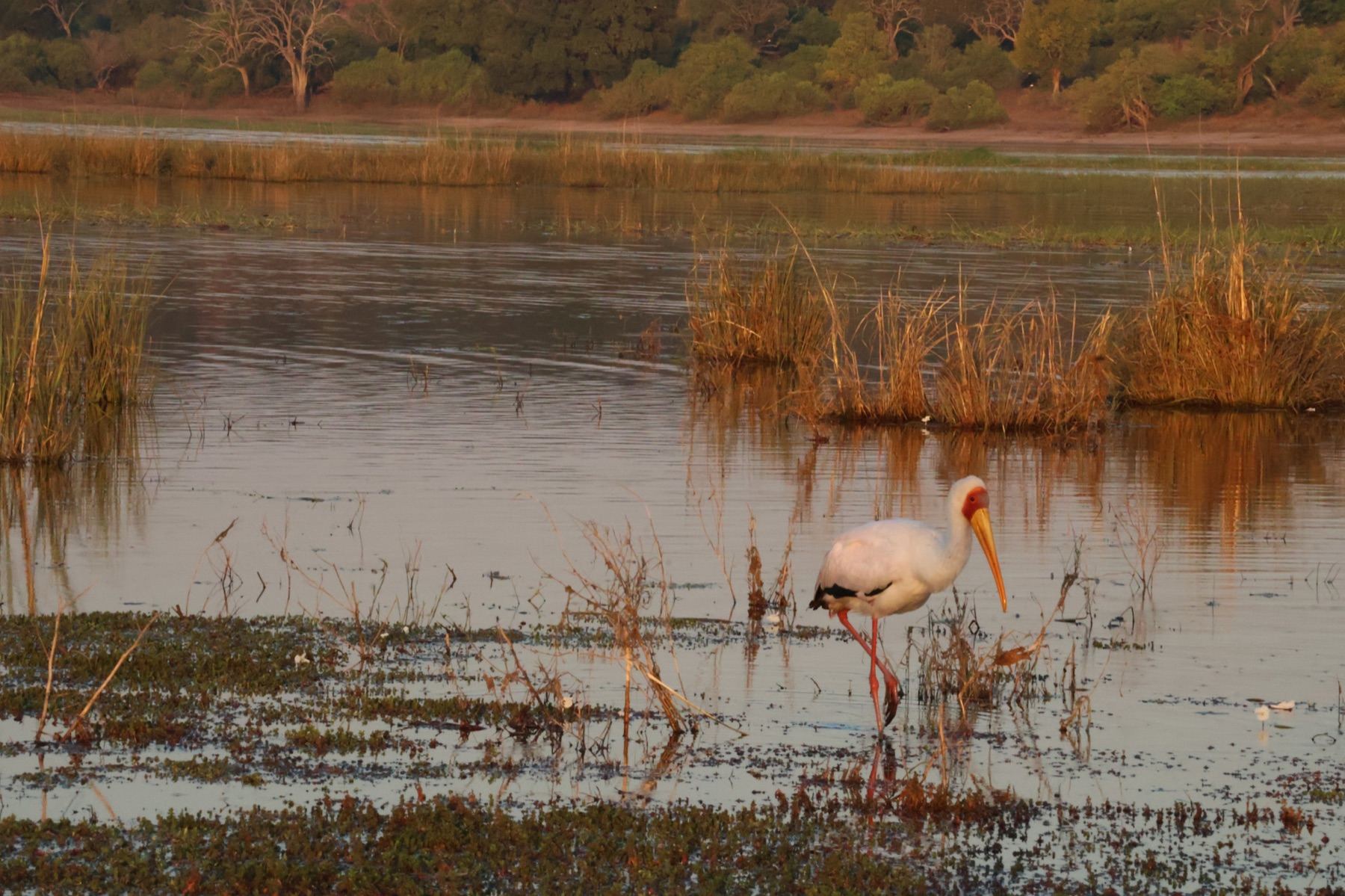Africa Driven safari photography 10