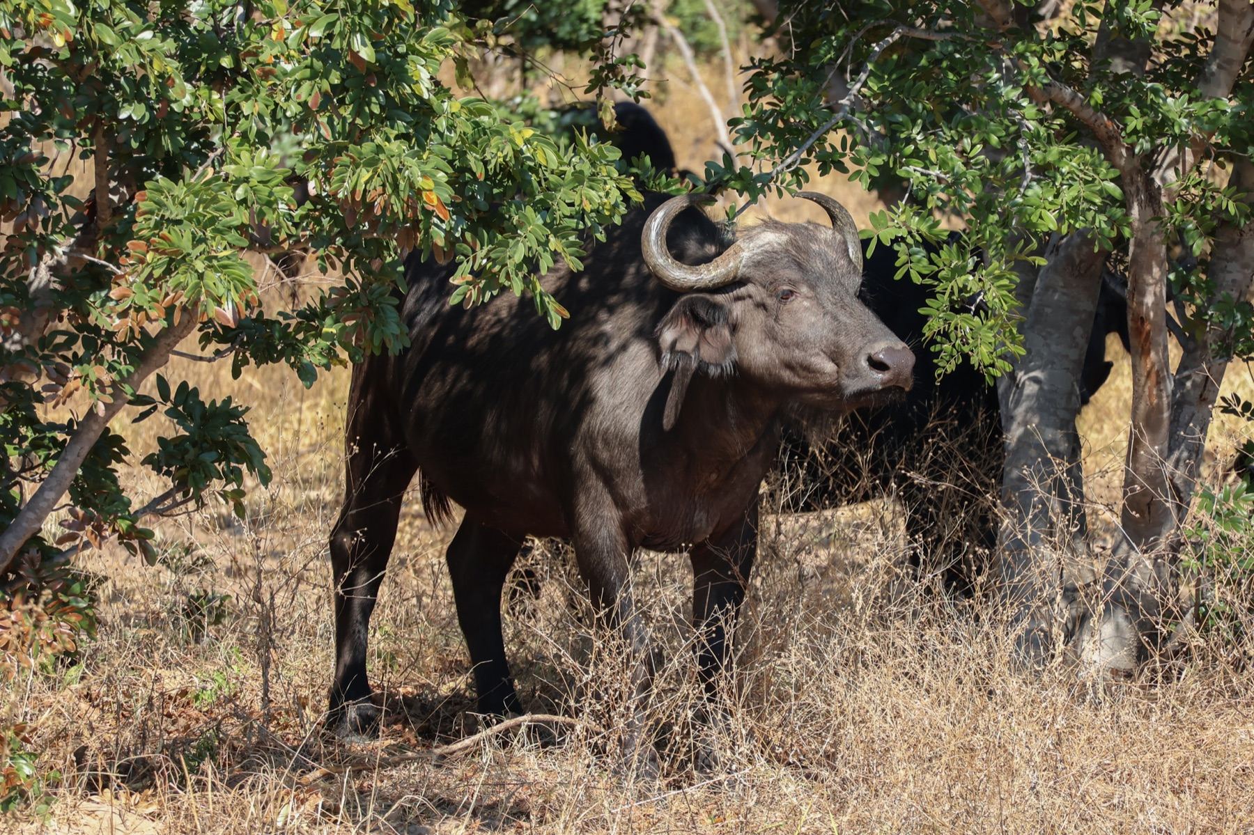 Africa Driven safari photography 16