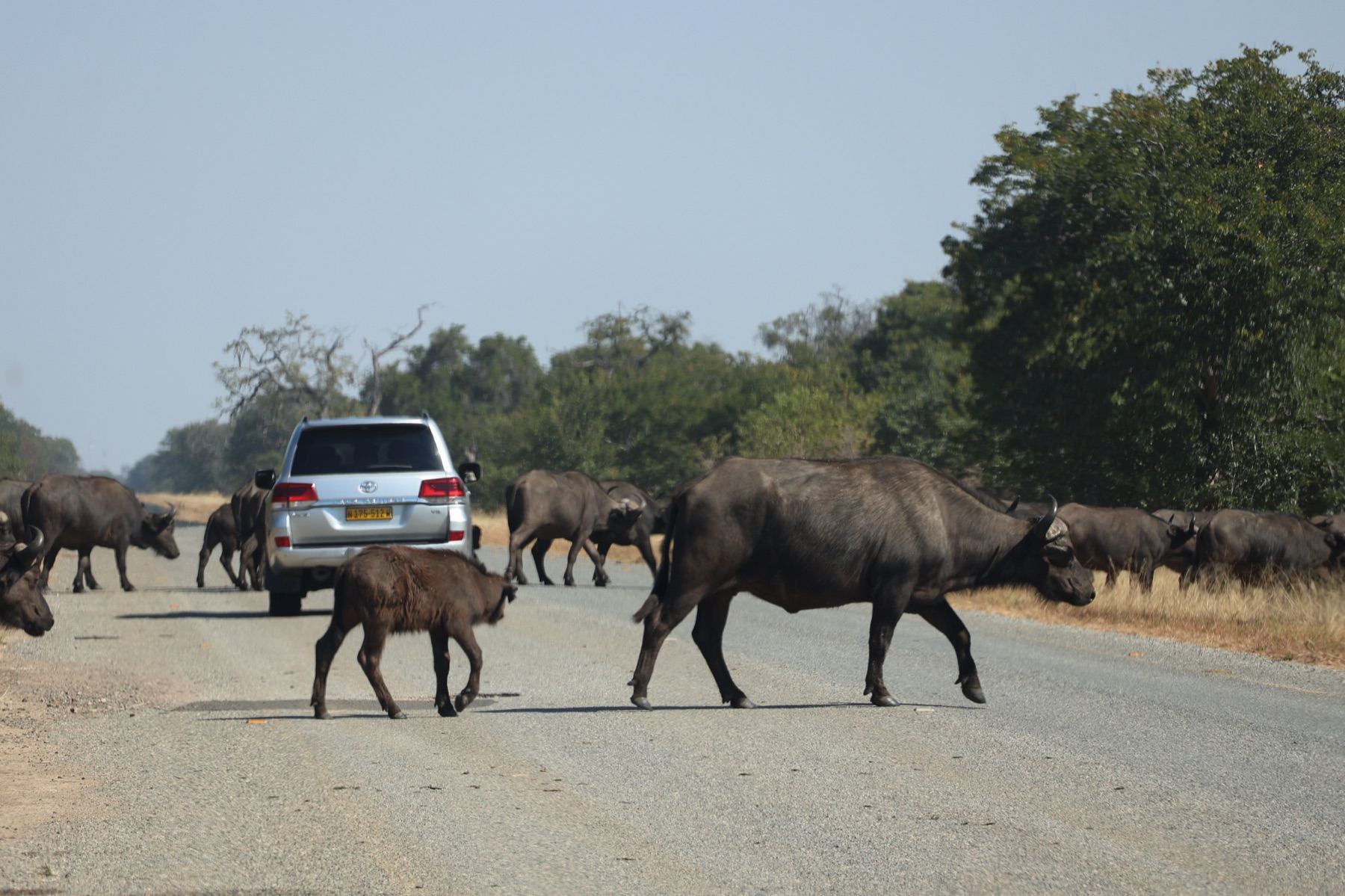 Africa Driven safari photography 17