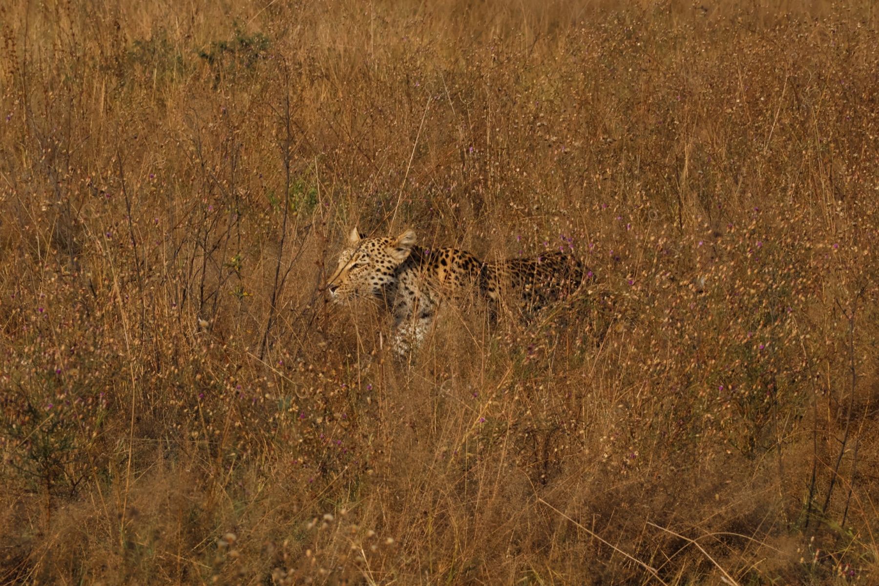 Africa Driven safari photography 20