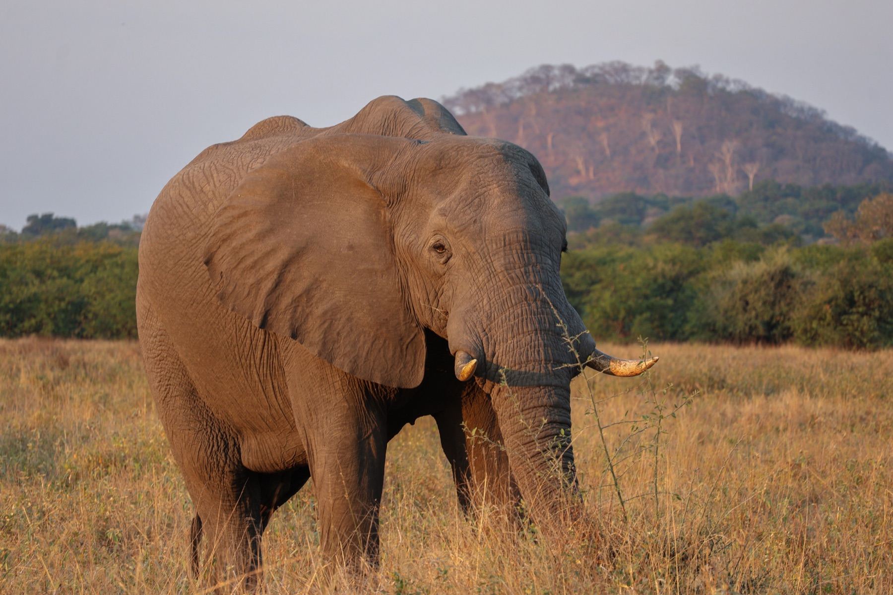Africa Driven safari photography 23