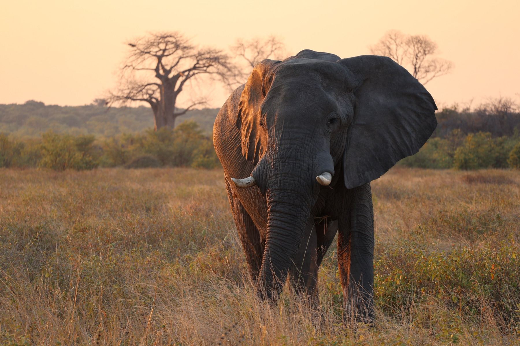 Africa Driven safari photography 1