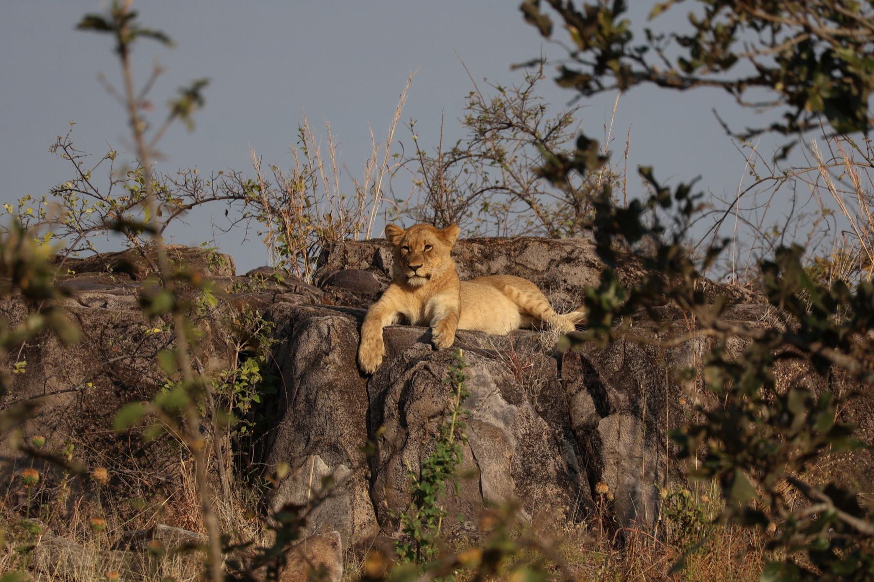 Africa Driven safari photography 27