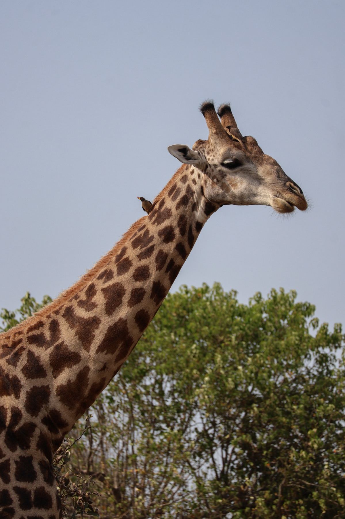 Africa Driven safari photography 28