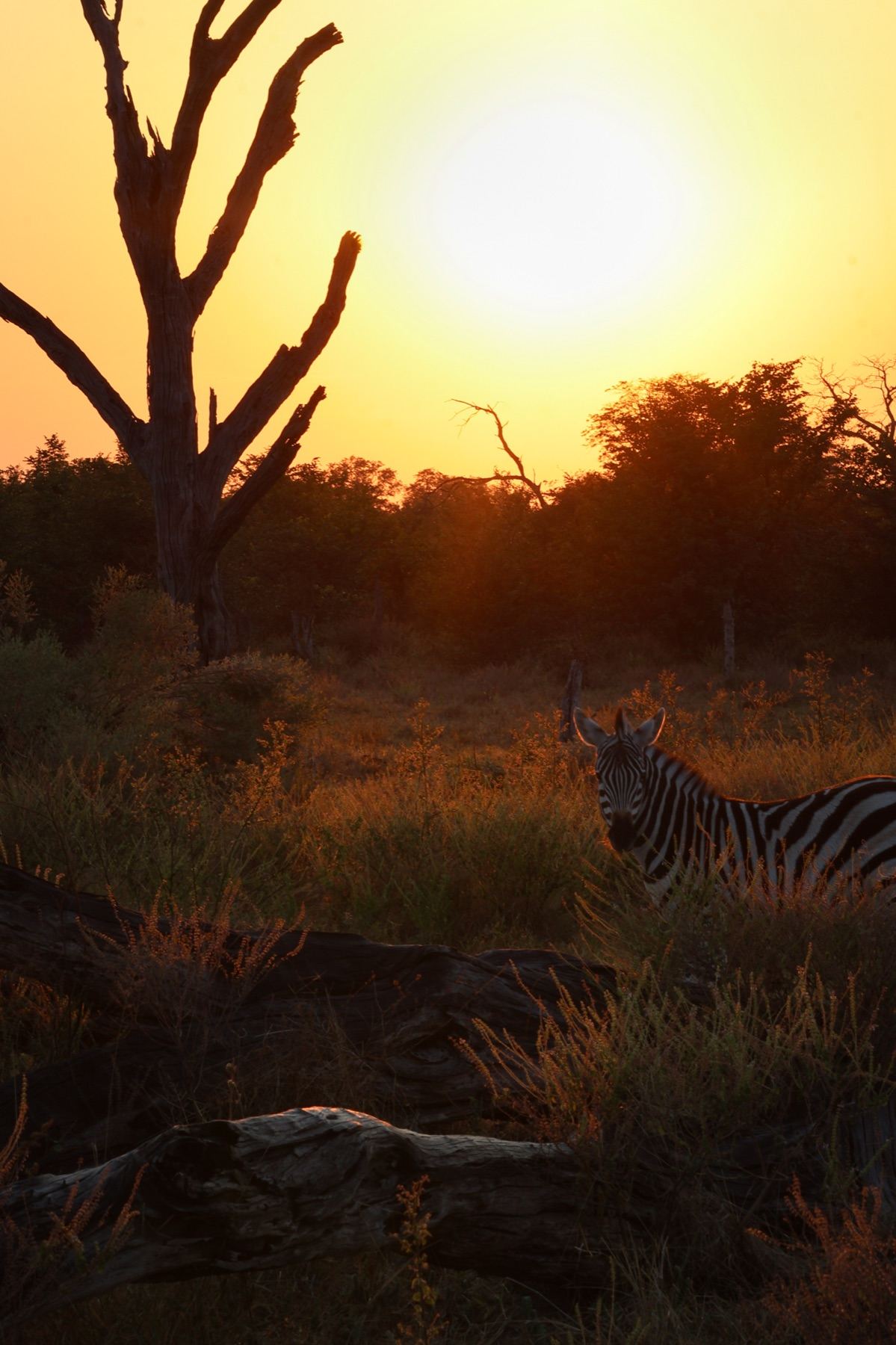 Africa Driven safari photography 29