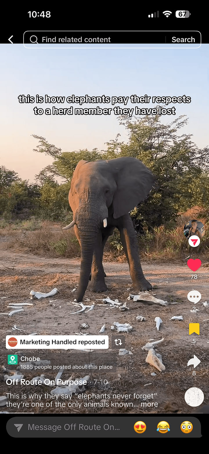 Africa Driven TikTok